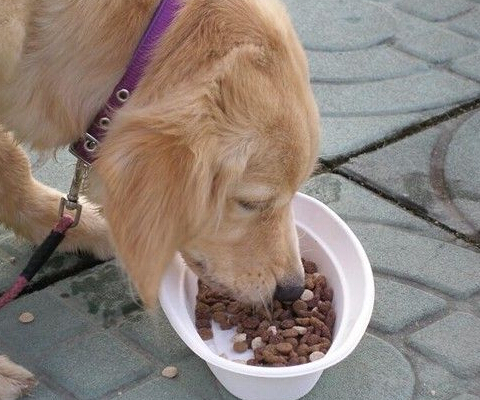 狗糧食品加工蒸汽發生器