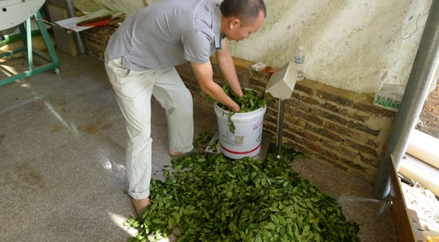 製茶蒸汽發生器