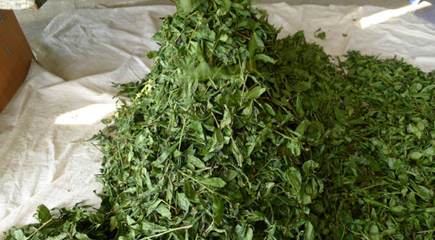 茶葉烘幹蒸汽發生器