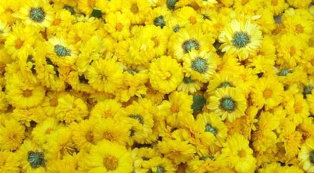 菊花烘幹蒸汽發生器