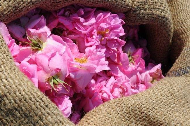 花卉萃取蒸汽發生器