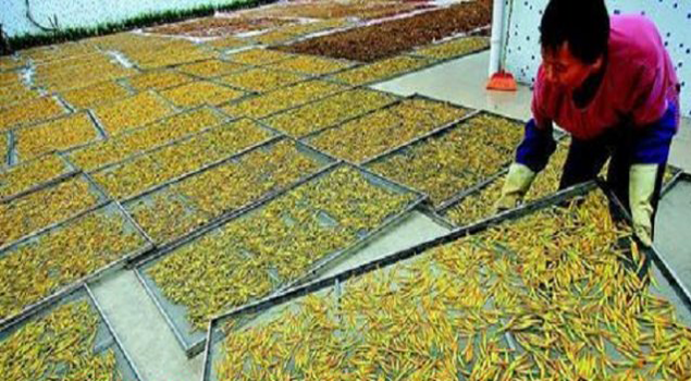 黃花菜烘幹蒸汽發生器
